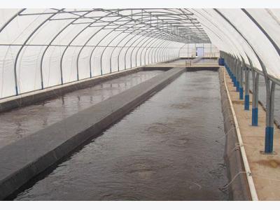 New nursery diet for shrimp performs well at super-high stocking densities