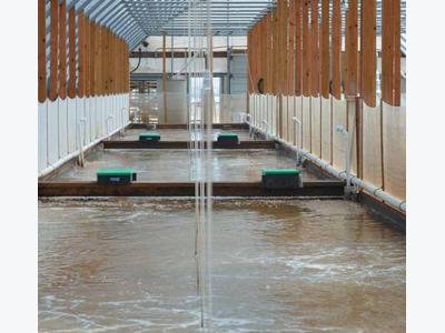 Ongoing Studies Advance Intensive Shrimp Culture In Zero-Exchange Biofloc Raceways