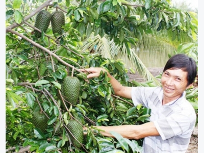 Mãng cầu xiêm bén rễ trên đất lúa