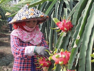 Dragon fruit farmers supported with energy-saving lights