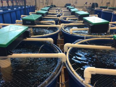 Recirculation Systems in Aquaculture