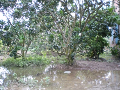 Biện pháp khắc phục thiệt hại vườn cây ăn trái sau ngập lũ