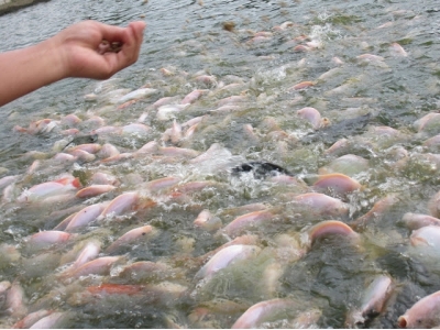 Testing fish oil alternatives in red hybrid tilapia diets