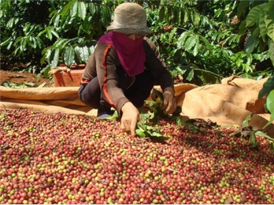 Vietnams export value of coffee remains low
