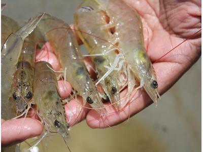 Effects of Sterol supplements on Shrimp Growth, Survival