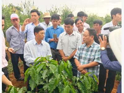 Mưa nắng bất thường chưa từng có, chăm sóc cà phê thế nào?