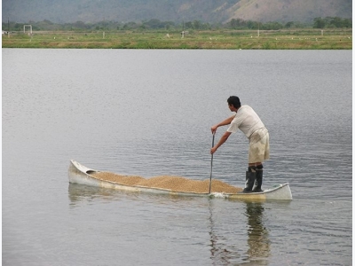 Analyzing the hydrostability of shrimp feeds