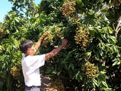 Xử lý ra hoa, đậu quả cho nhãn