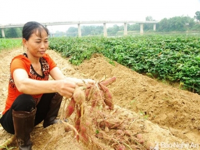 Nông dân ven sông Lam thu nhập cao từ trồng khoai hờ