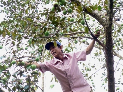 Tien Giang moves to manage quality of star apple exports