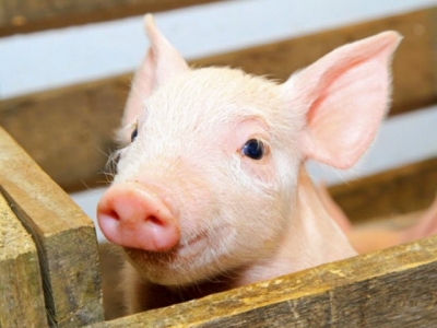 Replacing whey protein concentrate in piglet formulas