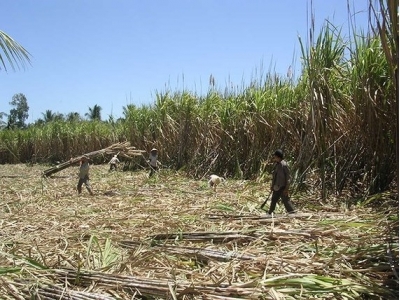 Farmers in Mekong delta chop down sugar-cane because of low price
