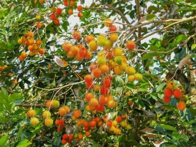 Vietnam first in line to export rambutans to New Zealand