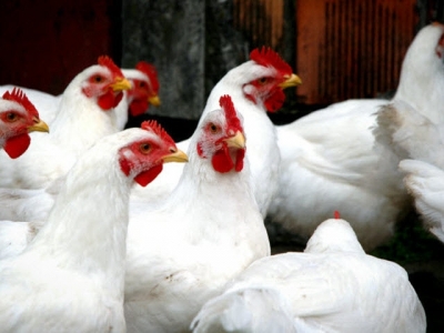 Alternatives to soybean meal for laying hens