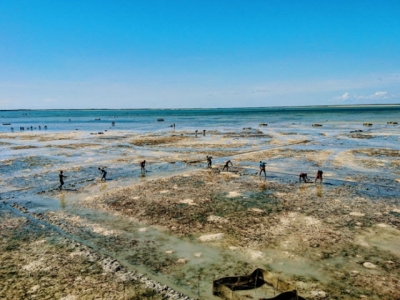 Sea cucumber project redefining traditional farming in Madagascar