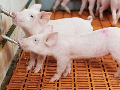 Piglets need water as much as they need feed