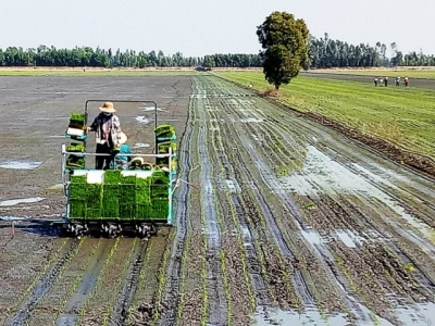 Long An strives to reach 7,500 hectares of high-tech rice production by year end