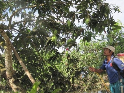 U.S. opens door for Vietnamese mangoes