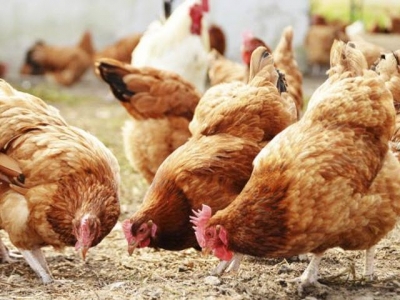 Enriched environments may aid chickens response to stress