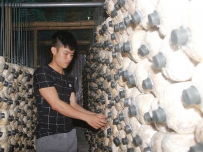 Quảng Trị man applies Israeli knowledge to mushroom farming