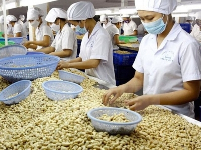 Cashew exports rise strongly in first quarter