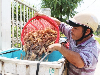 Hi-tech shrimp breeding model brings high efficiency