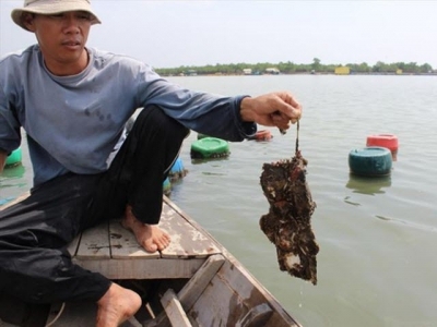 Raising oysters with fiber cement roofing sheets be dangerous: experts
