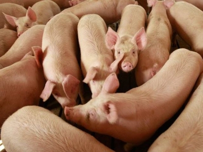 Swine vaccine may benefit humans