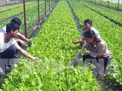 Vietnam applies high-tech in agriculture production