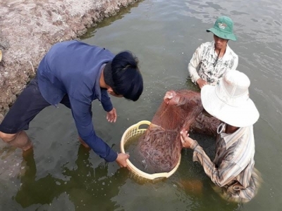 Low quality prawns trouble farmers