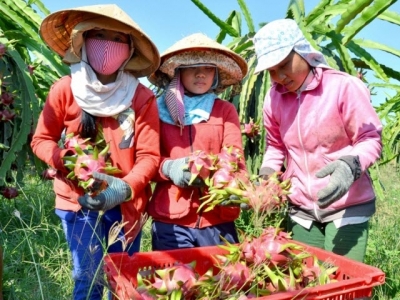 Vietnamese farm produce makes inroads in discerning markets