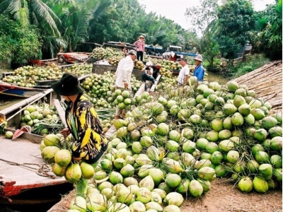 Trà Vinh to aid coconut producers