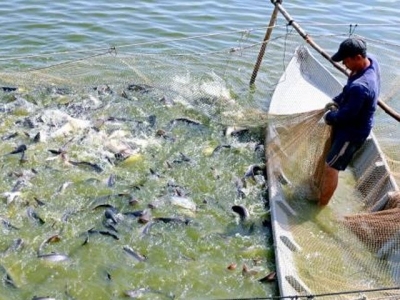 Đồng Tháp farmers bet on tra fish