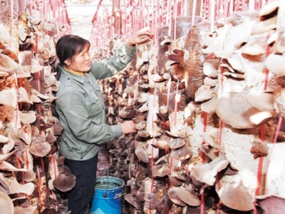 Bac Giang encourages mushroom growing linkage chain