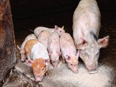 Piglets still need special feeds to overcome early weaning