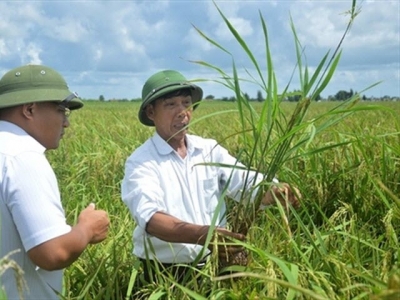 Những dịch bệnh hại cần chú ý trong tuần (từ 3 – 9/4)