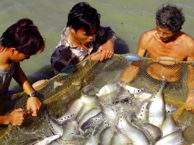 Tánh Linh (Bình Thuận): Ổn định với cá thát lát cườm theo chuỗi