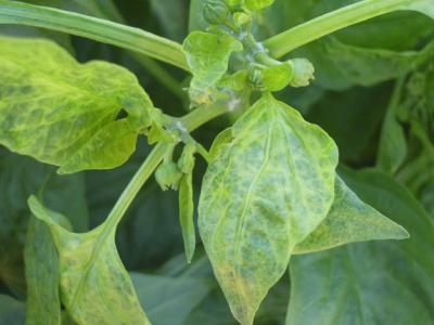 Capsicum viruses