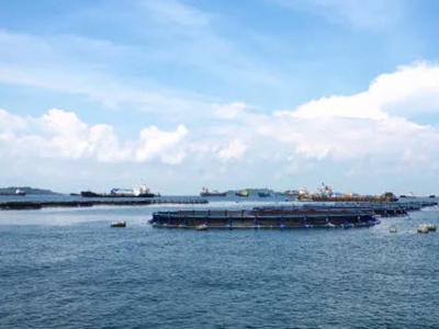Singapore steps up aquaculture innovation