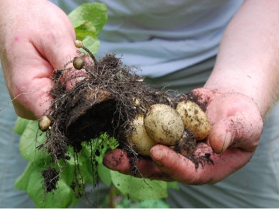 Start Growing Potatoes – Best Potato Growers Tips