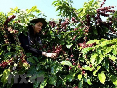 Vietnam supplies one quarter of Japans coffee import