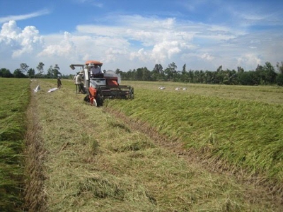 China no longer largest rice buyer of Vietnam