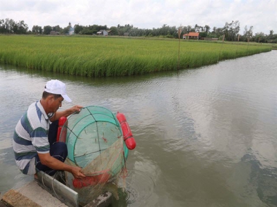 Trà Vinh shrimp farmers earn more from staggered breeding