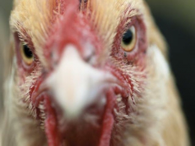 Single avian flu viral protein can increase period of infectivity