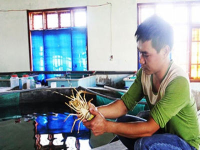 Khánh Hòa Land-based farming of lobster