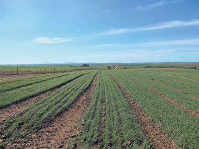 Vegetable crops improve wheat yield