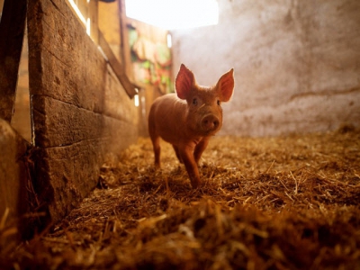 Algae-based β-glucan may provide gut, immune boost for piglets