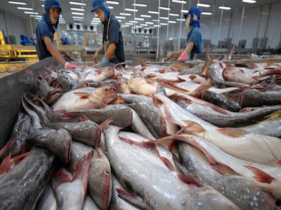 Mekong Delta Slump in pangasius price caused huge loss to farmers