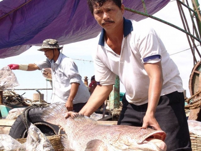 Mekong Delta fishermen earn high profits from bumper harvest