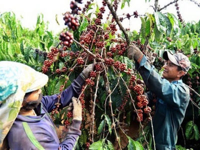Vietnam targets higher coffee quality, value